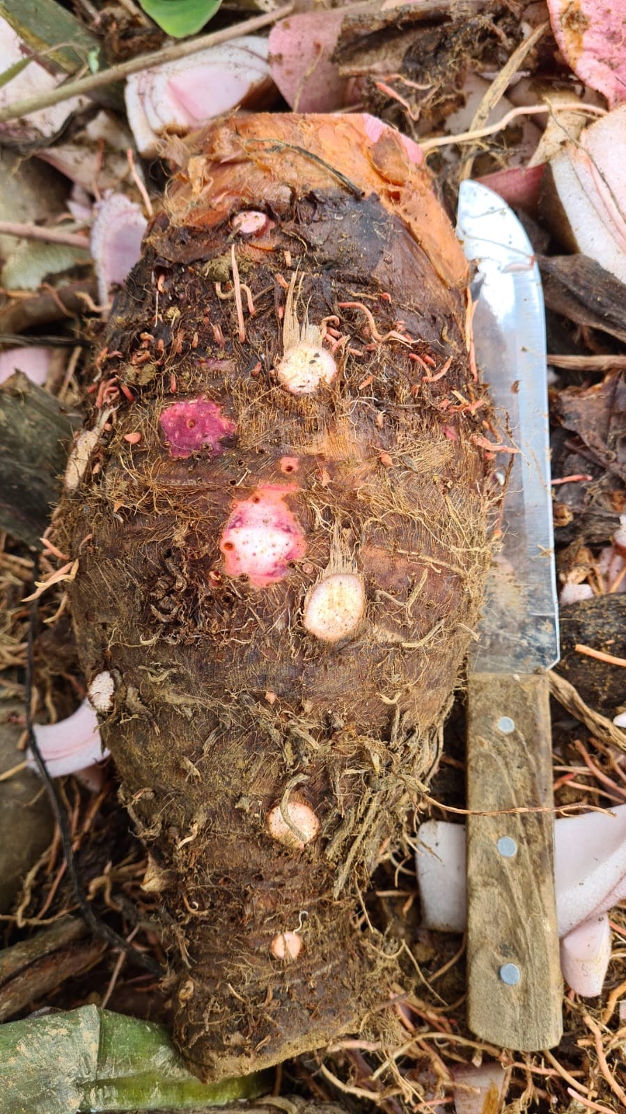 Frozen Fiji Purple Taro (5KG)